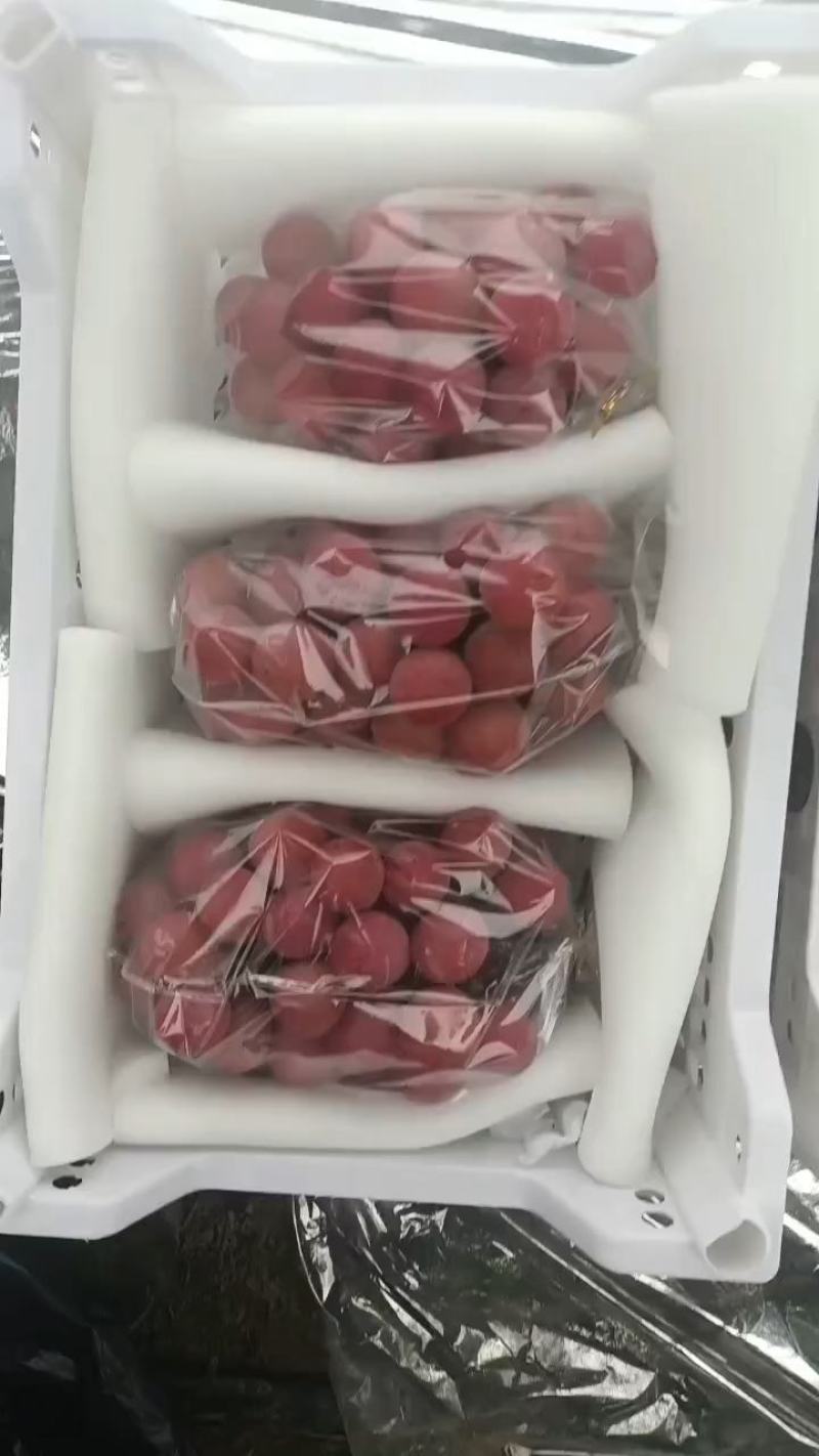 陕西妮娜皇后葡萄批发妮娜皇后葡萄基地价格