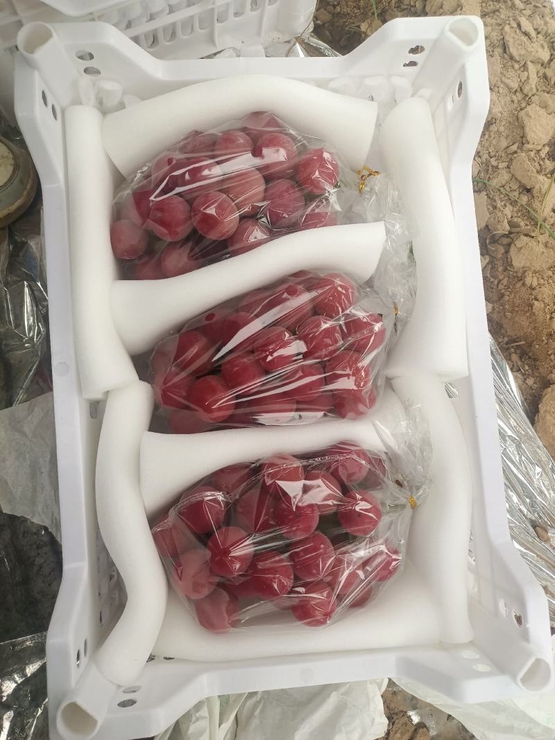 陕西妮娜皇后葡萄批发妮娜皇后葡萄基地价格