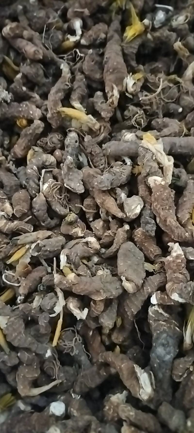 重楼无硫中药材欢迎联系