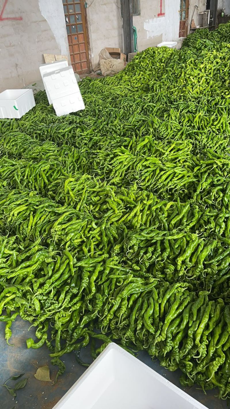 薄皮椒山东辣椒一手货源量大从优品质保证