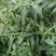 鹤虱又名：鹄虱、鬼虱、北鹤虱