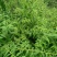鹤虱又名：鹄虱、鬼虱、北鹤虱