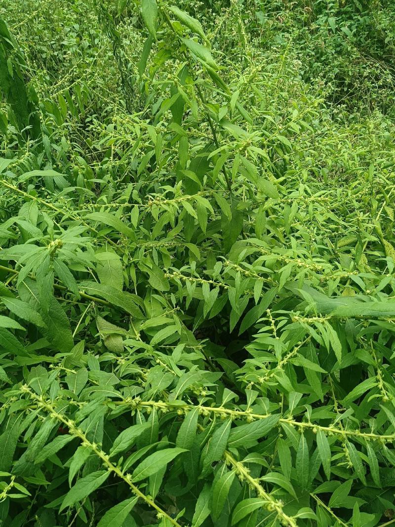 鹤虱又名：鹄虱、鬼虱、北鹤虱