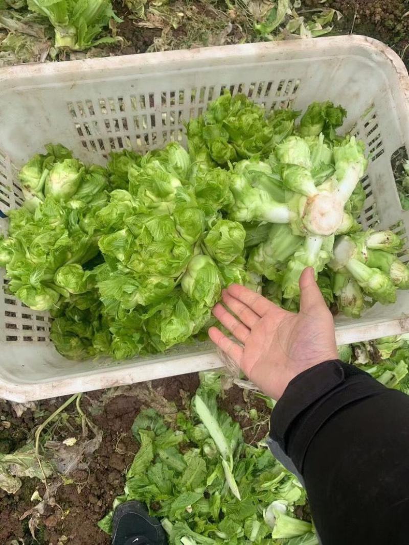 娃儿菜儿菜安徽产区直发代收代发代加工货源充足