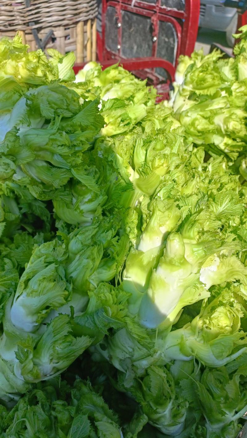 娃儿菜儿菜安徽产区直发代收代发代加工货源充足
