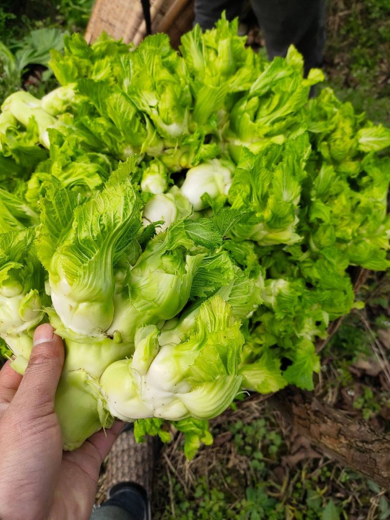 娃儿菜儿菜安徽产区直发代收代发代加工货源充足