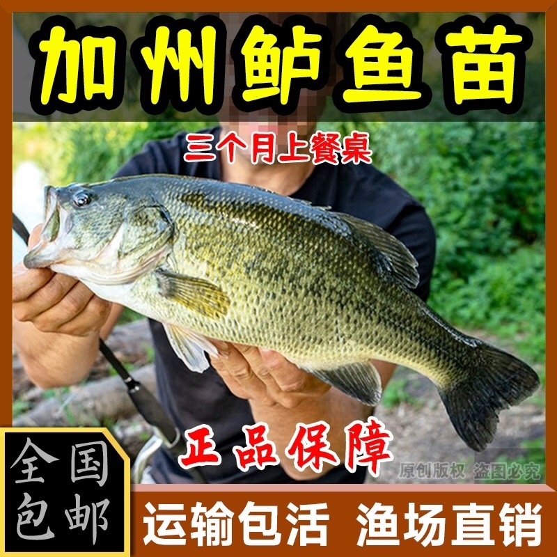 加州鲈鱼苗已训料优鲈一号技术指导基地直发