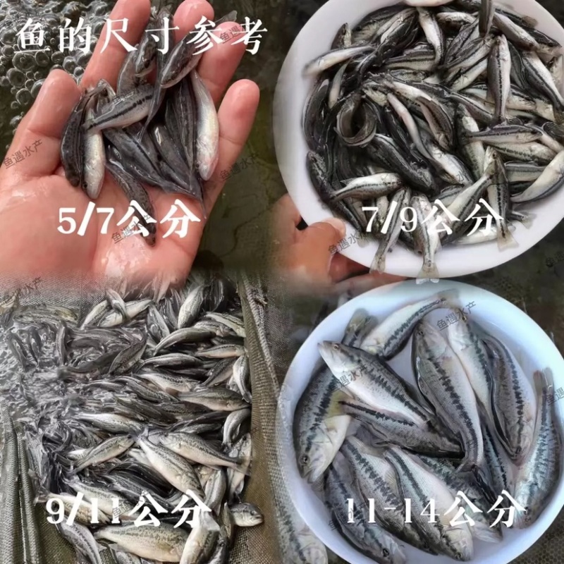 加州鲈鱼苗已训料优鲈一号技术指导基地直发