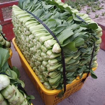 蔬菜