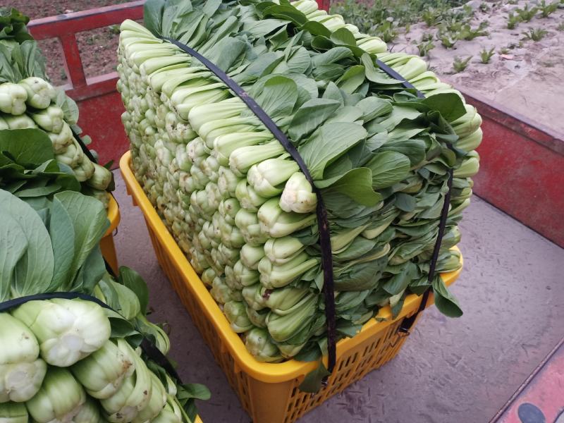 蔬菜