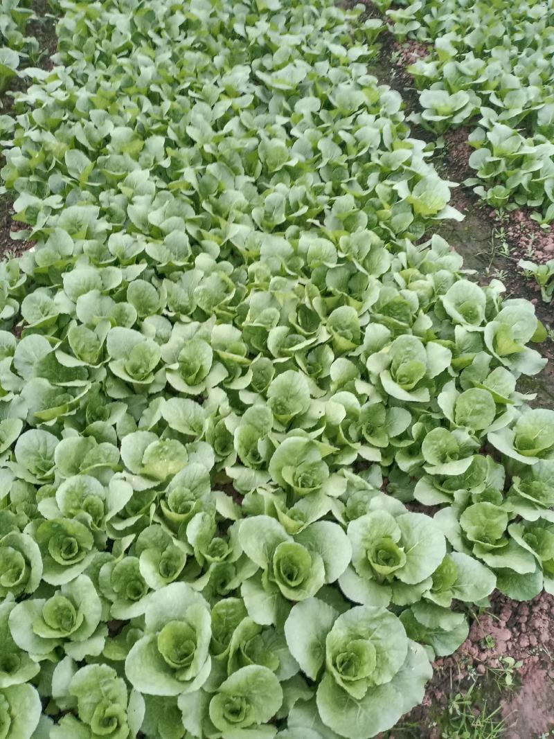 蔬菜