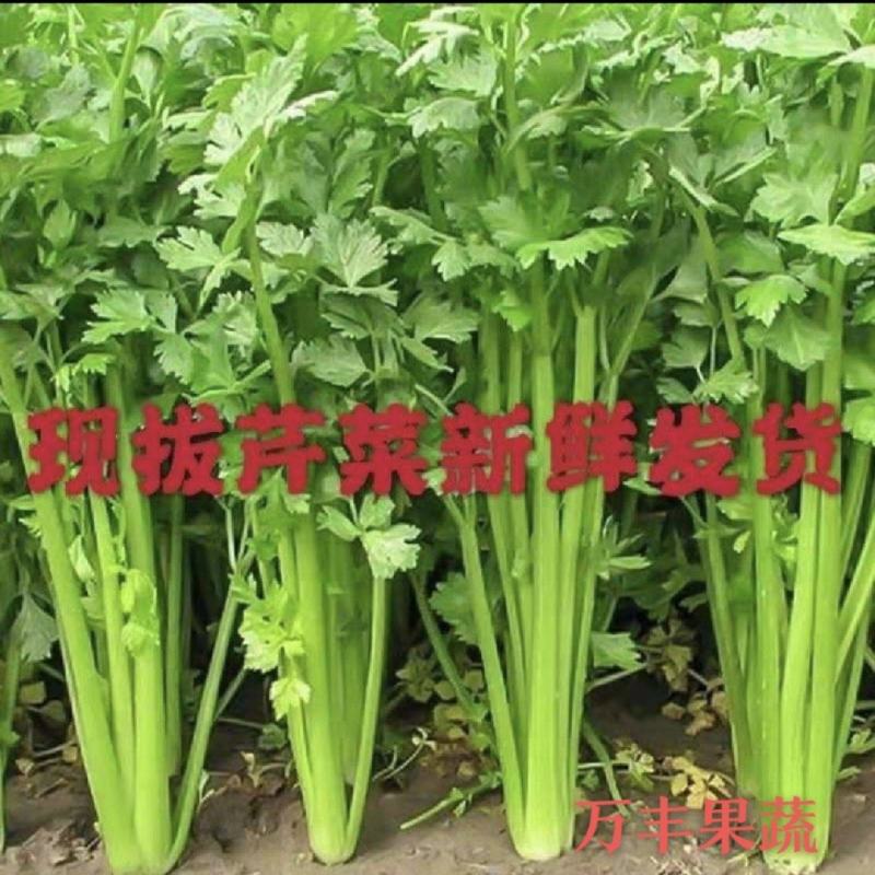 山东滨州芹菜基地法国皇后西芹大吨位供货产地直供