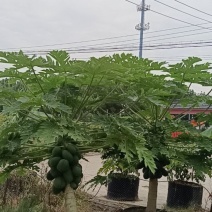 上海精品水果木瓜盆栽大量供应质量优常年供应