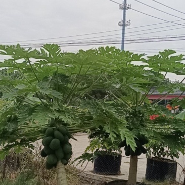 上海精品水果木瓜盆栽大量供应质量优常年供应