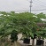 上海精品水果木瓜盆栽大量供应质量优常年供应
