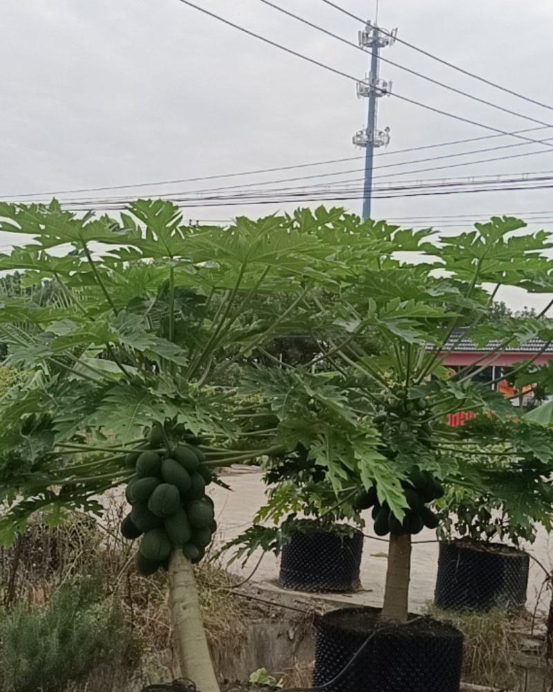 上海精品水果木瓜盆栽大量供应质量优常年供应