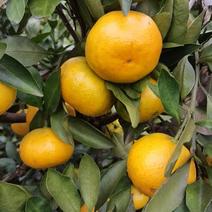 湖北柑橘蜜橘精品柑橘大量上市价格便宜保质保量原产地直发