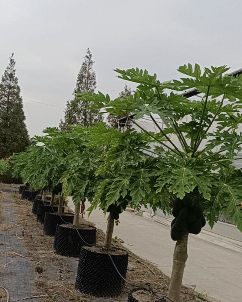上海精品水果木瓜盆栽大量供应质量优常年供应