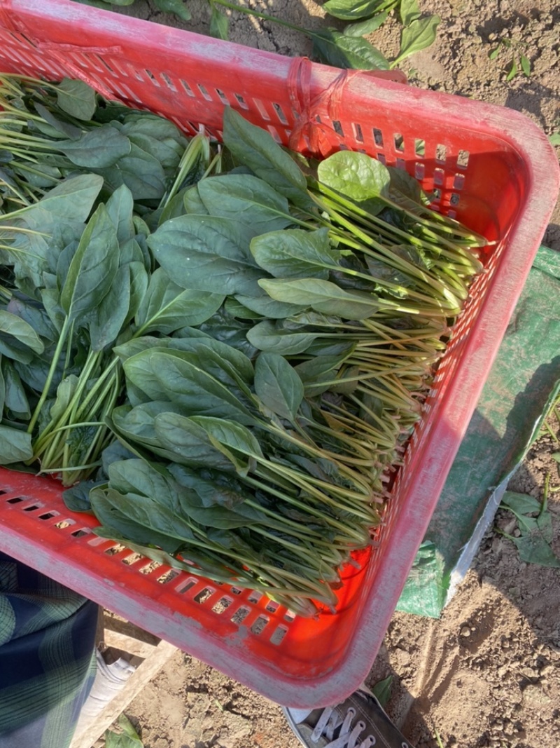 陆地菠菜大量上市