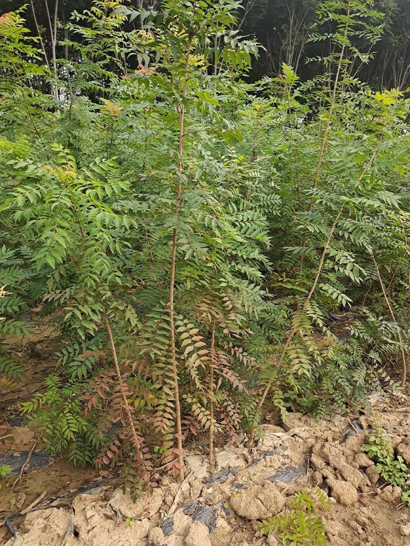 黄连木