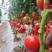 菜果硬果大红番茄种子柿子种子高秧型包邮到家