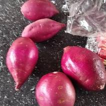 008紫薯