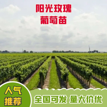 葡萄苗阳光玫瑰苗夏黑贝达5bb3309m砧木嫁接苗