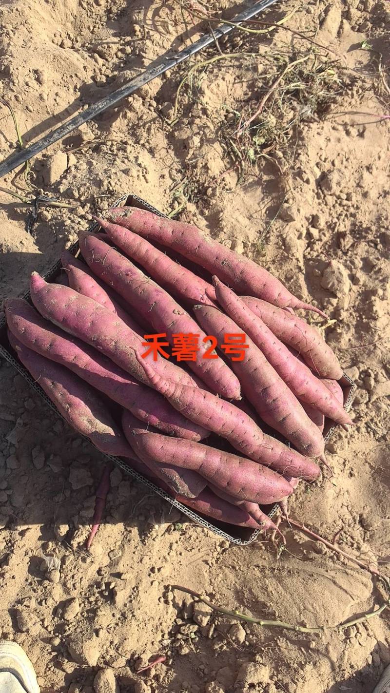 红黄金薯，窖藏货