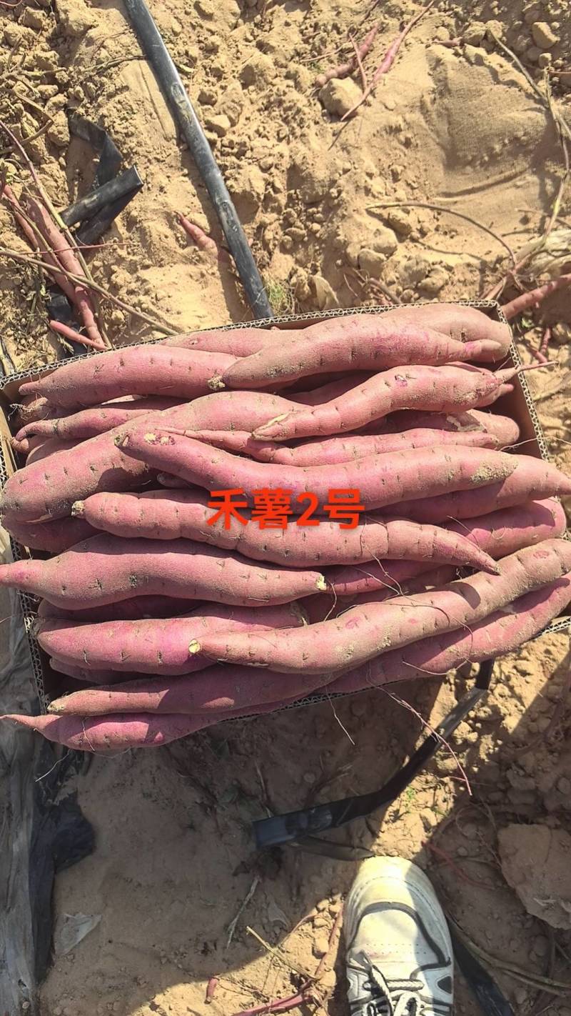 红黄金薯，窖藏货
