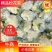 花菜松花菜砀山蔬菜基地安徽有机花菜