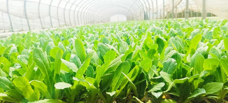 秋冬抗寒高产山峰一号新品种，精品油麦菜苗