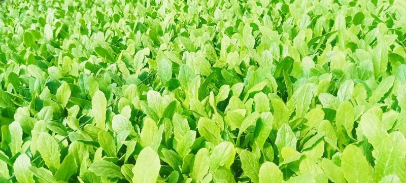 秋冬抗寒高产山峰一号新品种，精品油麦菜苗