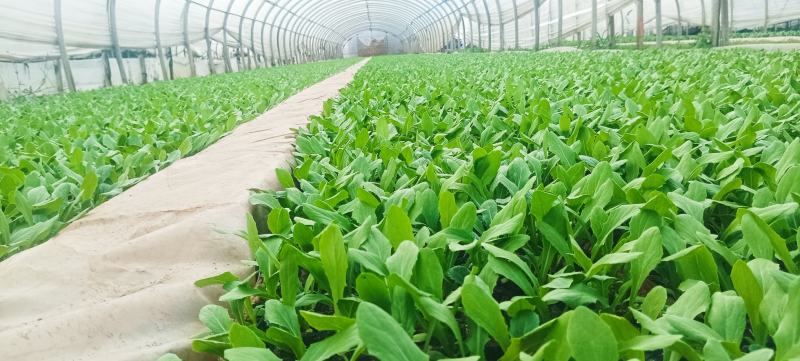 秋冬抗寒高产山峰一号新品种，精品油麦菜苗