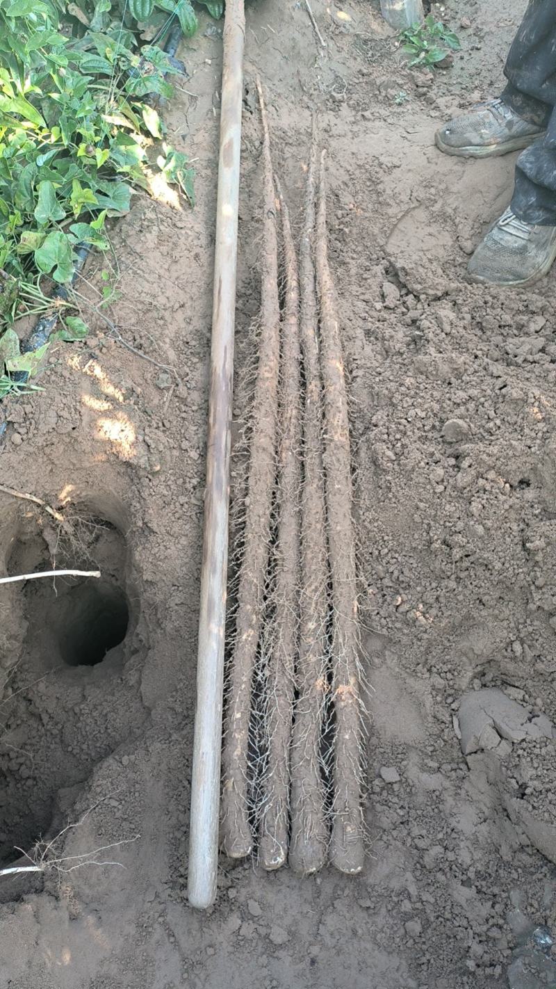河北临漳铁棍山药大量上市产地一手货源欢迎来电咨询