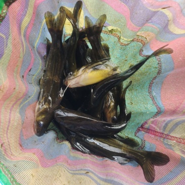 黄颡鱼，黄鸭叫，嘎嘎也