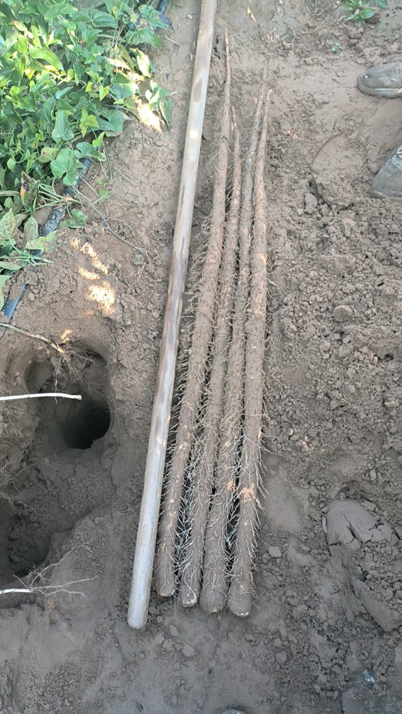 临漳县铁棍山药基地一手货源质量保证欢迎来电咨询