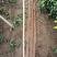 临漳县铁棍山药基地一手货源质量保证欢迎来电咨询