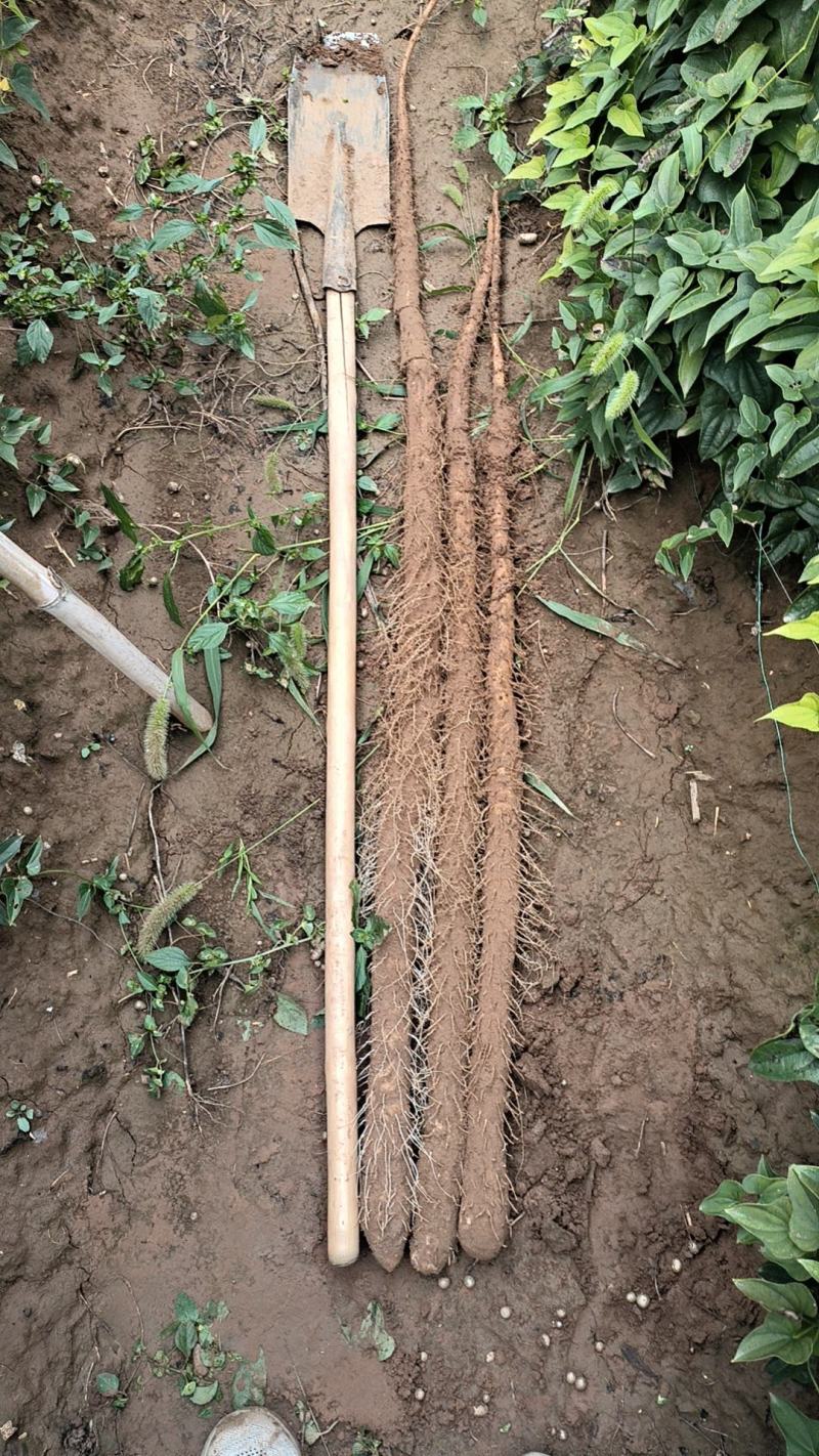 临漳县铁棍山药基地一手货源质量保证欢迎来电咨询
