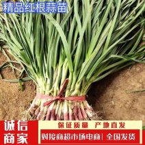 甘肃武山红根蒜苗根正苗红叶绿粗长新货上市
