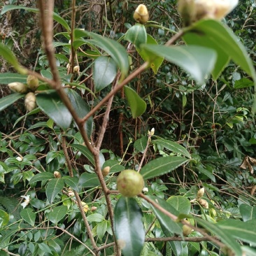 油茶籽