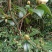 油茶籽