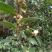 油茶籽