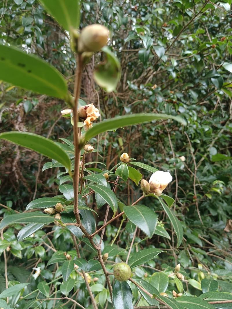 油茶籽