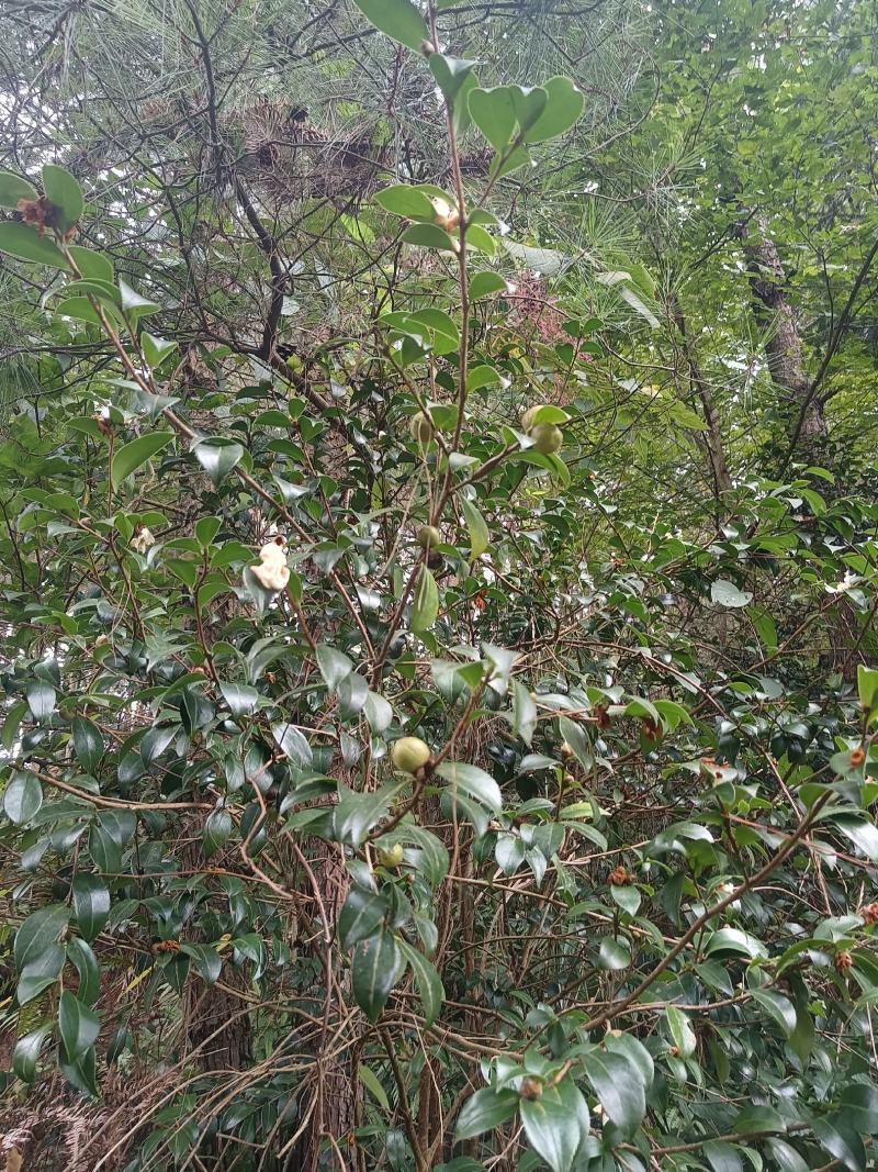 油茶籽