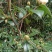 油茶籽
