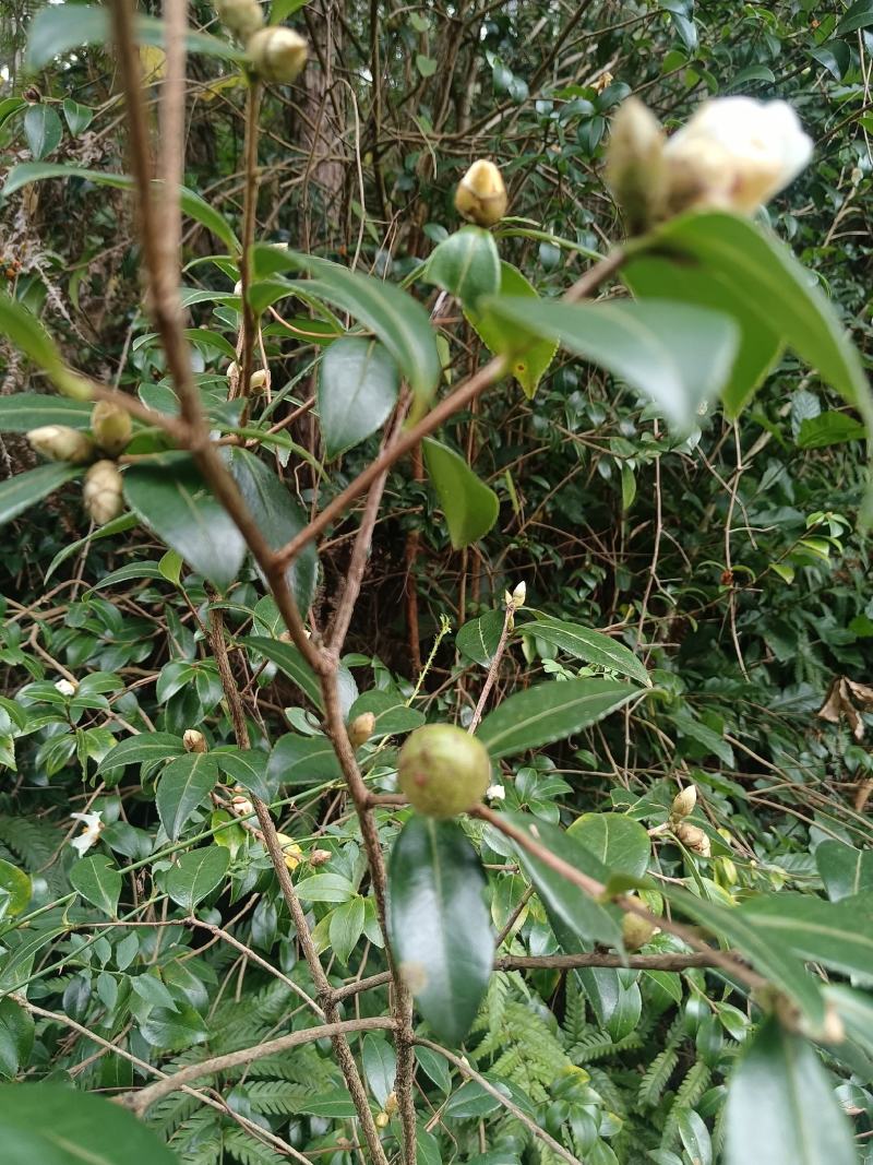 油茶籽