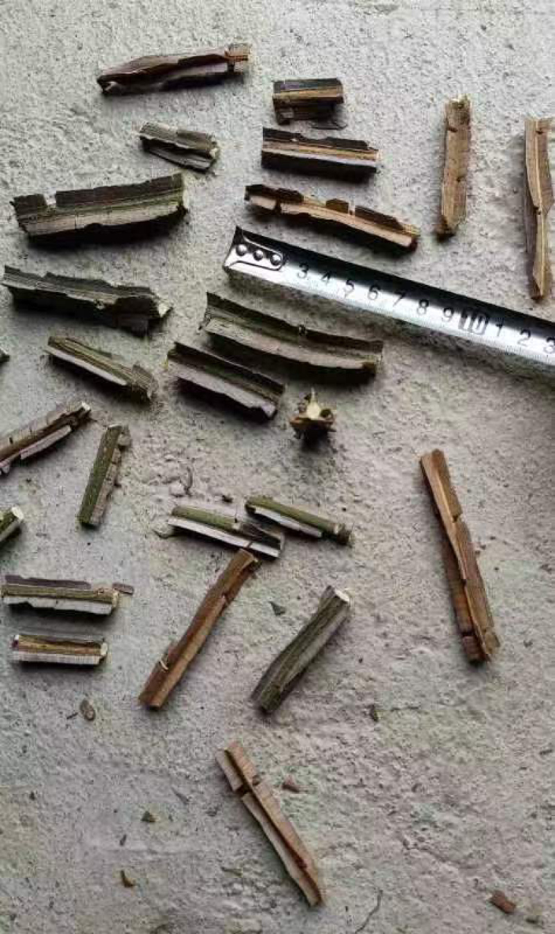 鬼箭羽特级优品供应厂家直发，无任何差价，售后保障