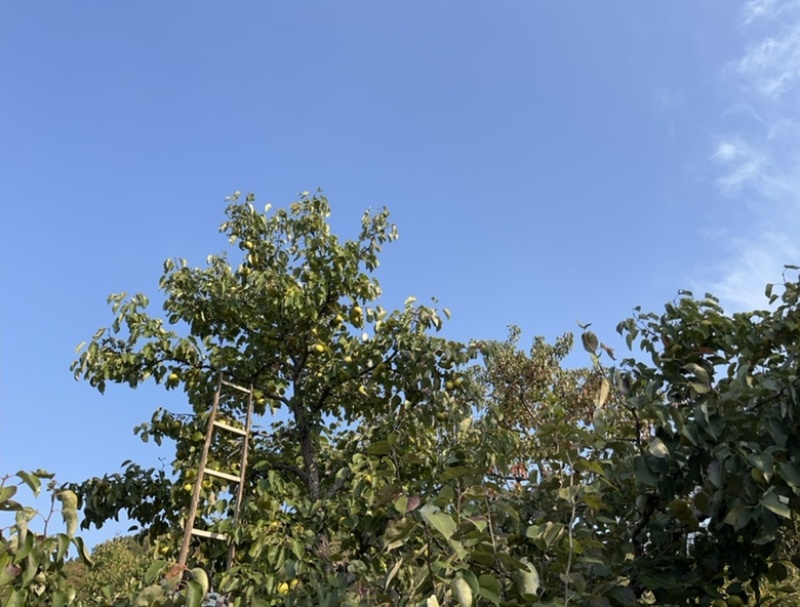 酸梨，安梨