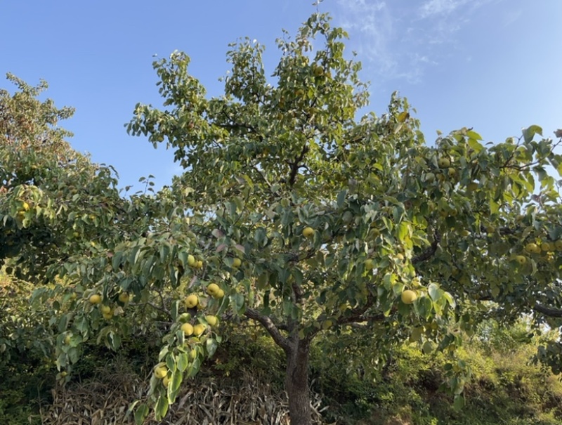 酸梨，安梨