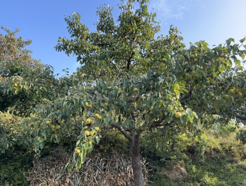 酸梨，安梨